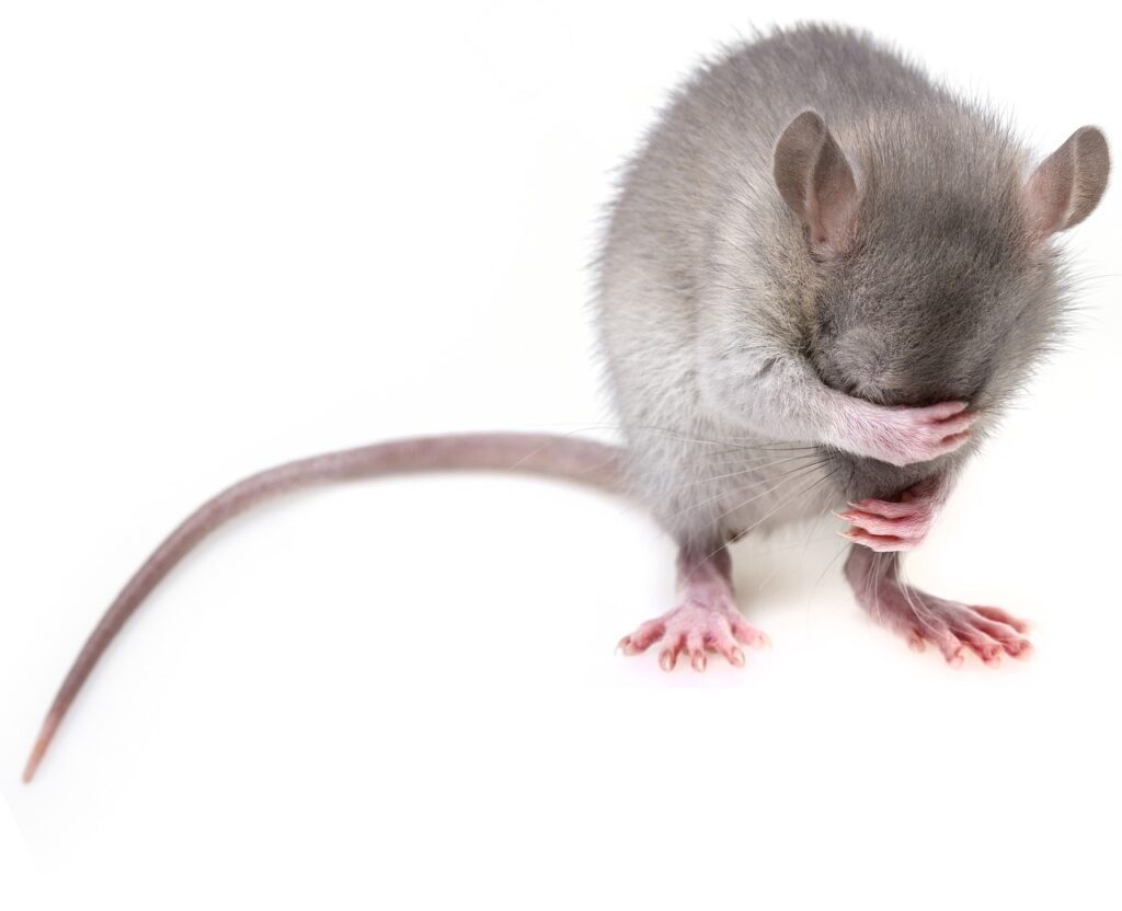 Is it the responsibility of landlords to remove mice and rats from rental properties?